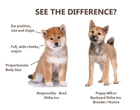 See more of shiba inu rescue of florida (sirf) on facebook. How Much Do Shiba Inu Puppies Cost? - My First Shiba Inu