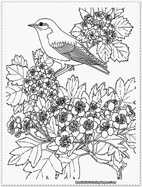 Free color page for moms and adults, choose from more than 250 color pages. Bird Coloring Pages Realistic | Realistic Coloring Pages