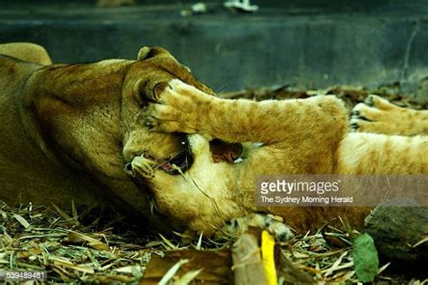 Taronga Zoological Park Photos And Premium High Res Pictures Getty Images