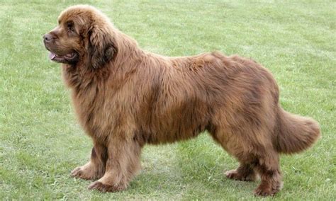 Big Dogs Large Dogs Dogs And Puppies Dog Breeds List Best Dog