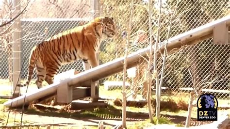 Amur Tiger Finally Masters Sky Walk At Denver Zoo