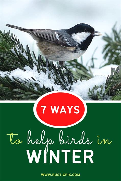 7 Ways To Help Birds In Winter Backyard Birds Birds Beautiful Birds