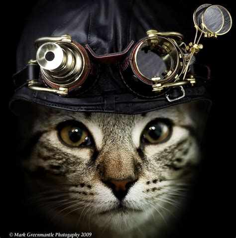 33 Best Images About Steampunk Cats On Pinterest Cats