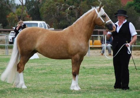 Welsh Cob A Native British Horse With Extraordinary Qualities