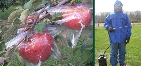 Read more about the 16 best apple orchards in wisconsin 12 types of lemon trees when you think of a lemon, you probably think of the type of lemons you get from a supermarket. Growing Apple Trees | Knowledgebase | Johnson's Nursery