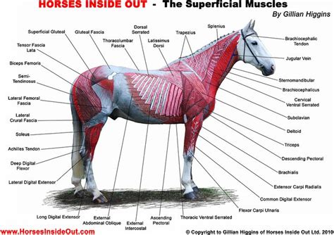 The Action Of Muscles In 2021 Muscle Horse Anatomy Horse Health