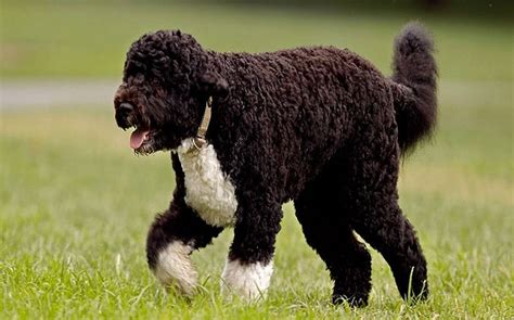 Portuguese Water Dog Temperament And Personality Affectionate And Smart