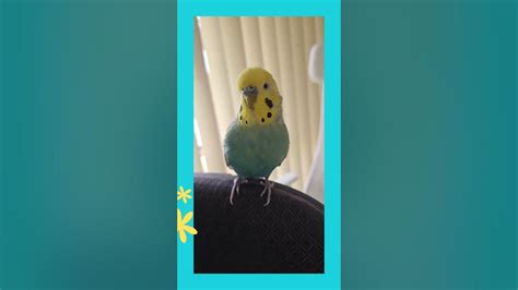 The Cutest Sound A Budgie Can Make Cookie The Budgie Youtube