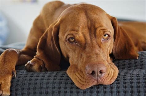 Köpeklerde Epilepsi Nedenleri Ve Belirtileri Juen Pet Market Blog