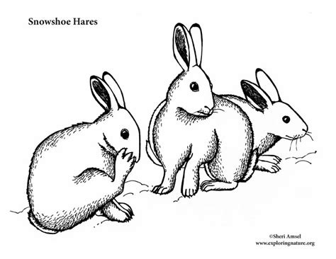 Snowshoe Hares Coloring Nature