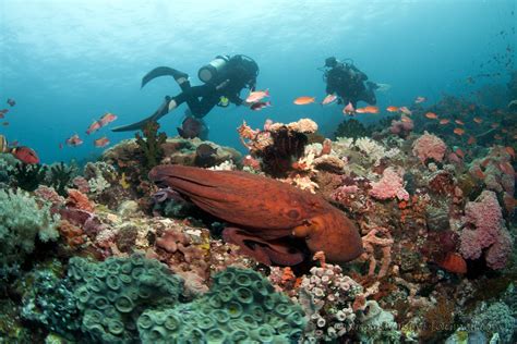 Scuba Diving In The Philippines Top 10 Dive Sites
