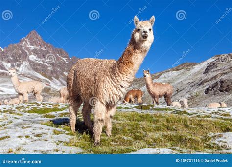 Lama O Lama Montagne Delle Ande Fotografia Stock Immagine Di Animali