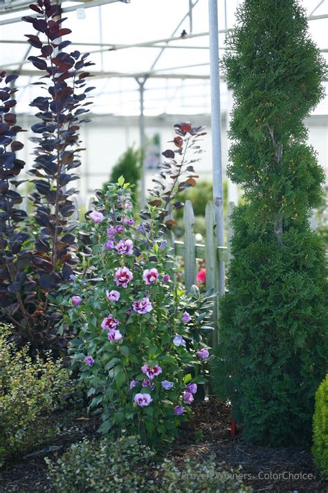Dec 15, 2018 · the hardy hibiscus (h. Purple Pillar® - Rose of Sharon - Hibiscus syriacus ...