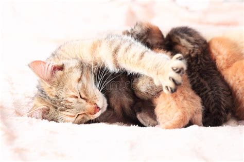 Cat Nursing Her Kittens Stock Image Image Of Dirt Eating 56130929