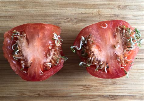 My Tomato Looks Like An Alien Is It Safe To Eat Orange County Register