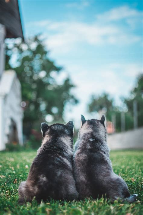 Puppies Dogs Grass Lawn Animals Hd Phone Wallpaper Peakpx