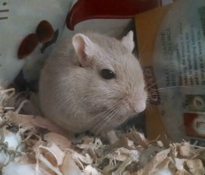 Mistreated and improperly care for chinchillas will have a short life. About Gerbils - The Gerby Derby