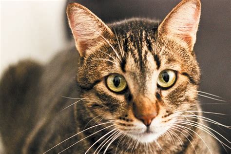Tabby Cat Personality And Characteristics Explained Catster