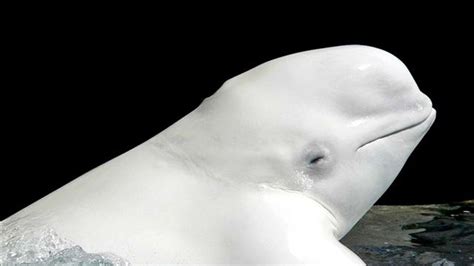 New Baby Beluga Whale Born At Georgia Aquarium