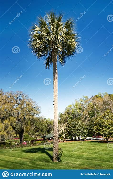 A Palmetto Tree Against A Beautiful Blue Sky Stock Photo Image Of