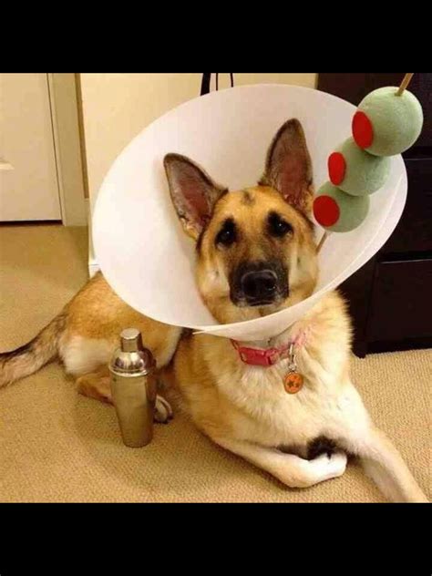 This diy dog cone is much more comfortable than a large plastic e. It's all fun and games until somebody gets the cone ...