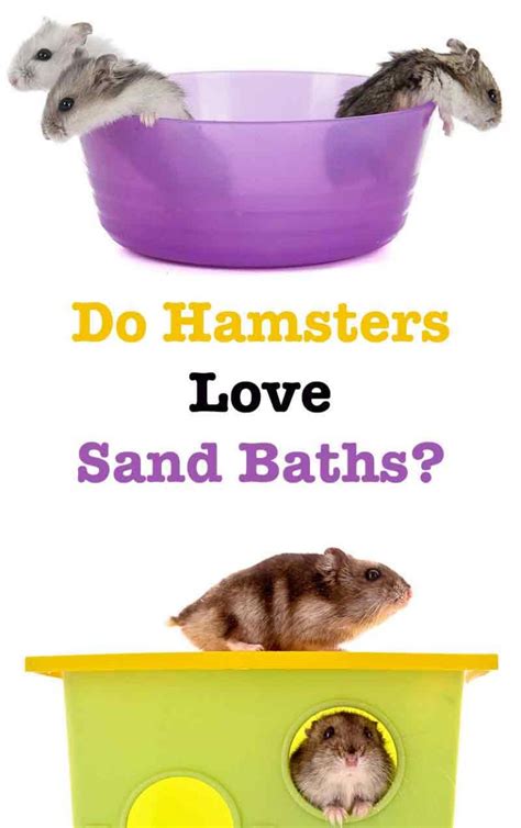 Hamster Sand Bath Guide Squeaks And Nibbles