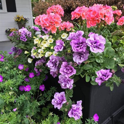 My Favorite Color Combo For Containers Salmon Zonal Geranium