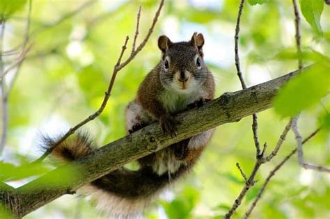 There are a few theories behind the chattering and chirping sound that comes from your kitty. Why Do Squirrels Chatter Like Maniacs? Squirrel Calls ...