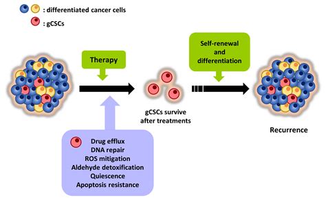 Cancers Free Full Text Impact Of Cancer Stem Cells On Therapy