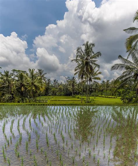 Rice Fields And Palm Trees With A Jungle Backdrop In Bali Asia Stock