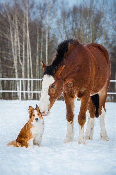 Draft Horse And Red Border Collie Dog Stock Image Image