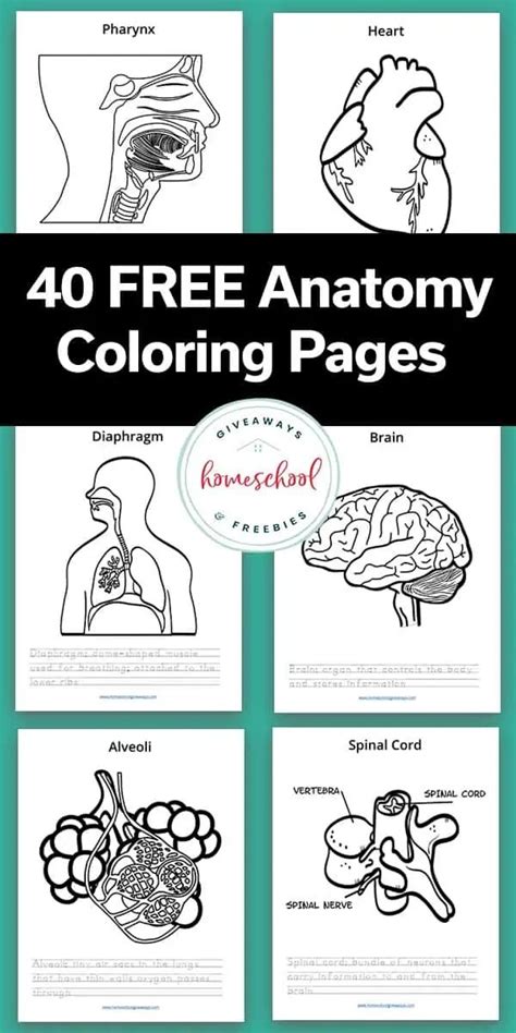 Free Human Anatomy Coloring Pages for Students in 2023 | Anatomy