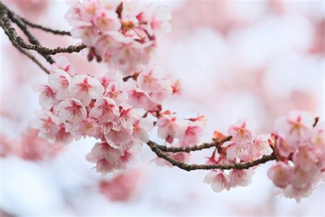 Download Pink Flower Spring Branch Nature Blossom Hd Wallpaper