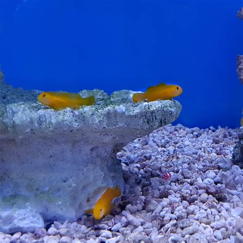 Yellow Coral Goby Gobiodon Okinawae Essex Marine Aquatics