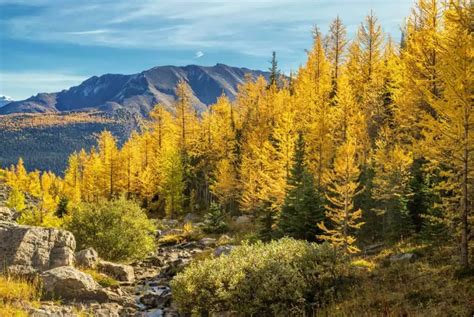 6 Legendary Larch Hikes In Banff Alberta