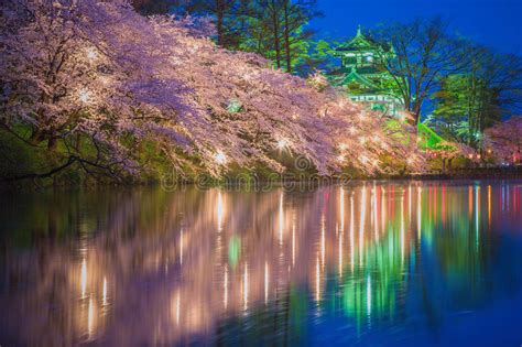 Sakura Tree With River Reflection At Night Stock Image Image Of