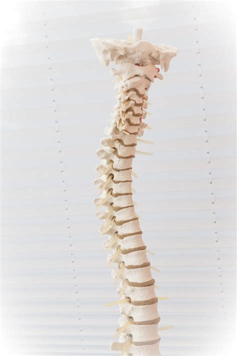 Spinal Posture Screening In Bayside Ny Whitestone Chiropractic