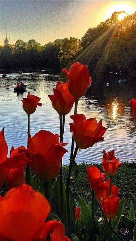 Tulips In The Sunset ♥ Beautiful Landscapes Nature Photography