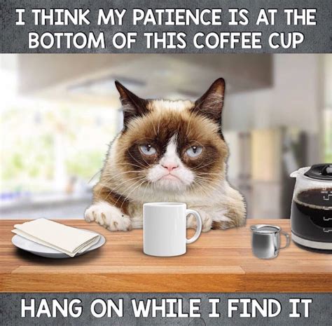 Grumpy Cat Coffee ☕️ Grumpy Cat Humor Grumpy Cat Grump Cat
