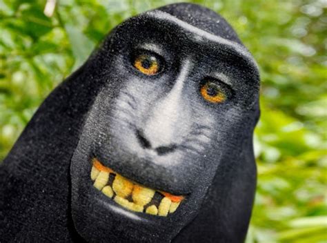 Monkey Selfie Jmddcbkdt By Printcarbspeter