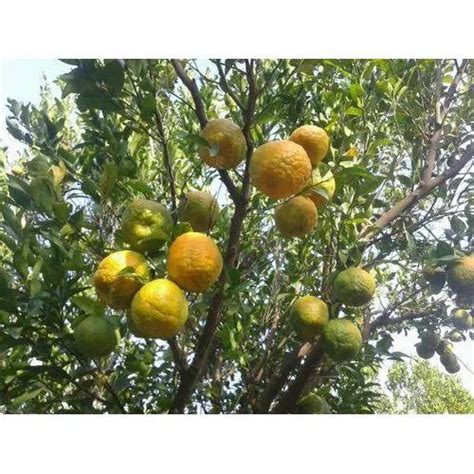 15 Kg Fresh Orange At Rs 22kilogram Kalmeshwar Nagpur Id