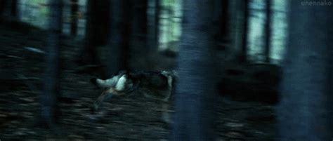 Both wolves and domestic dogs use urine and droppings—along with scratches from their claws and scent rolling—to mark their territory, and wolves may attack a dog that they feel is encroaching on their. wolf running wolf therian gif | WiffleGif