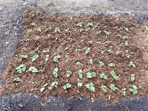 Maybe you would like to learn more about one of these? Post-Vacation Garden Growth | Modern Self-Reliance