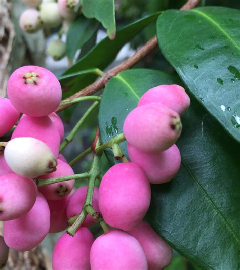 Syzygium Cascade Amazing Pink Berries Fluffy Light Pink Flowers And