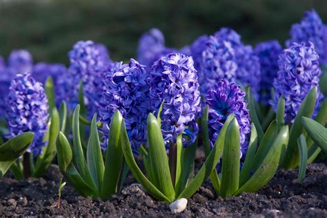 6 Easy To Grow Bulbs For Beautiful Spring Flowers