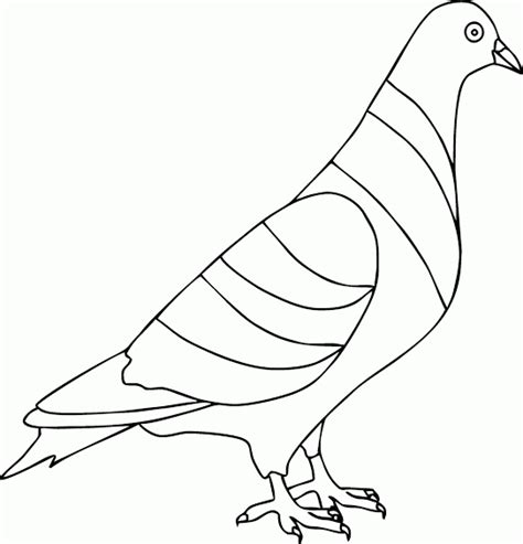 Warna yang menghiasi bulu burung cendrawasih merupakan perpaduan dari beberapa warna seperti cokelat, orange, hitam, kuning, biru, putih hijau, ungu dan. Mewarnai " Gambar Burung Merpati " - Contoh Anak PAUD