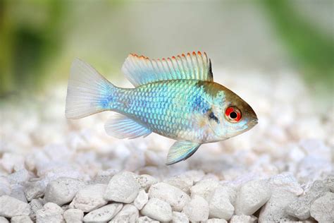 22 Small Aquarium Fish Breeds For Your Freshwater Tank