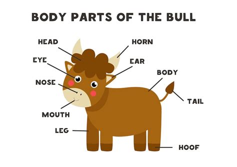Premium Vector Body Parts Of The Cute Cartoon Farm Bull Animals
