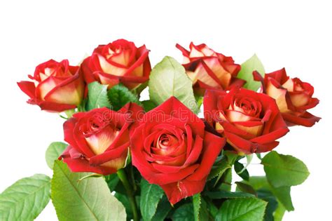 Bunch Of Red Roses On White Background Stock Image Image Of