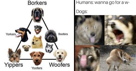 Funny Dog Pfps Funny Pfp For Discord Tiktok Whatsapp Ig Atelier